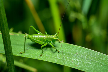 Macro 4