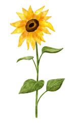 Watercolor sunflower on long stem with leaves. Digital illustration isolated on white.