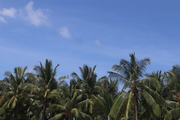Fototapeta na wymiar coconut leaf background and blue sky, perfect photo for summer and vacation