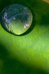 green leaf with drops