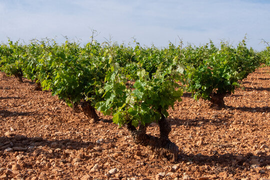 Cepas en la vi&ntilde;a en primavera