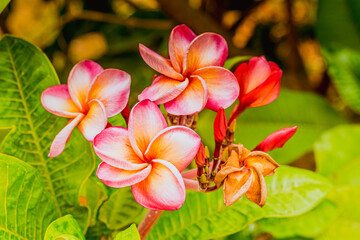 Obraz na płótnie Canvas Plumeria Frangipani Hawai flowers come in gorgeous rose-pink color brushed with bronze with green dark and black blur background fresh nature relax 
