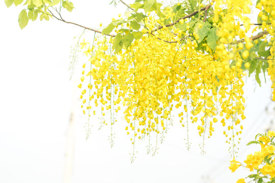 Twig of mimosa with fluffy yellow flowers 