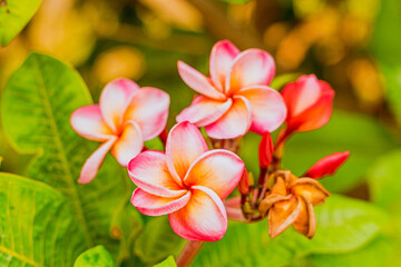 Fototapeta na wymiar Frangipani flowers on a frangipani tree colors in the color vintage