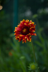 red flower in the garden