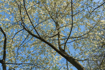 magnolia tree in bloom against the sky