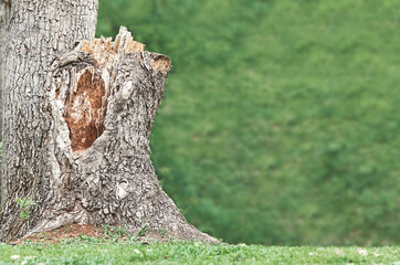 the trunk of a broken tree and green grass