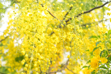 Twig of mimosa with fluffy yellow flowers 