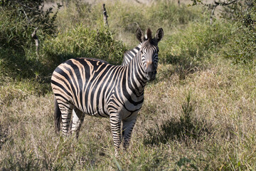 Fototapeta na wymiar Kruger National Park: zebra