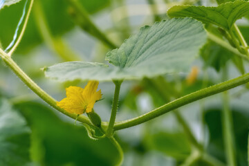 cucumber flower 