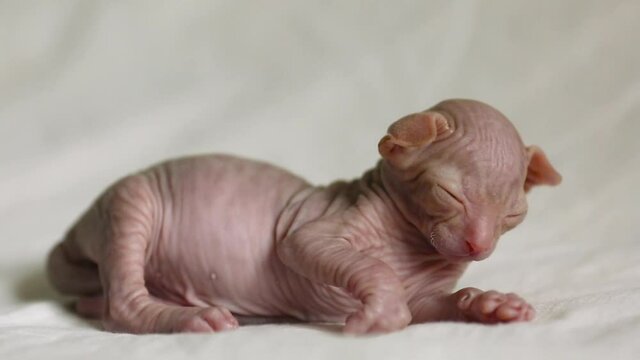 Little cute kitten sleeping sphinx on a white blanket