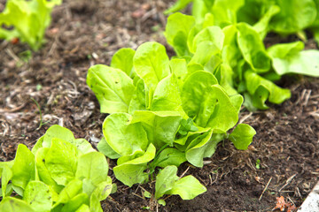 Salad grows in the garden under the open air. Growing green vegetables in organic gardening.