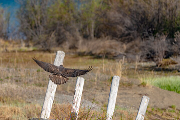 Brown wild Peregrine falcon seen in northern Canada during summer time flying, wings spread, wing span with blurred, blue sky and water background. 