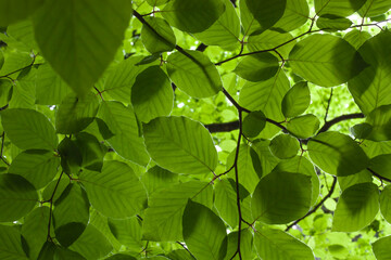 Fototapeta na wymiar Beech leaves background