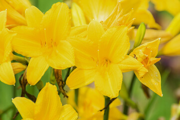 yellow daffodils in spring