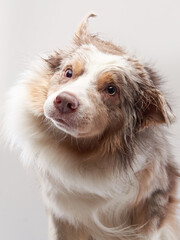 the dog shakes off. Happy Border Collie with funny muzzle. wet Pet 