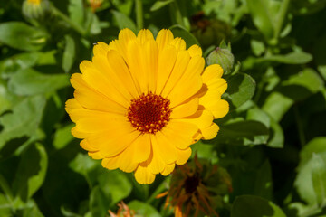 Flor de jardín, margarita en primavera