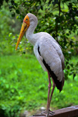 yellow billed stork