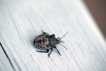 bug on the ground, nacka,sweden, sverige, stockholm