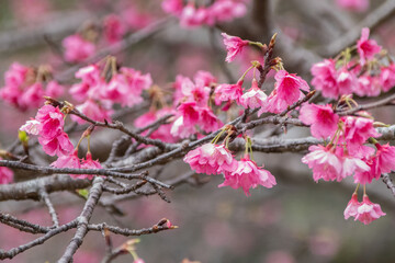 沖縄の緋寒桜、日本一早い桜まつり