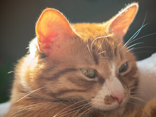 The cute red cat in the sunbeam looking forward.