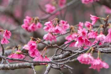 沖縄の緋寒桜、日本一早い桜まつり
