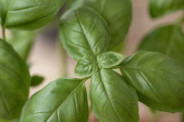 basil leaves in the garden, nacka,sweden, sverige, stockholm