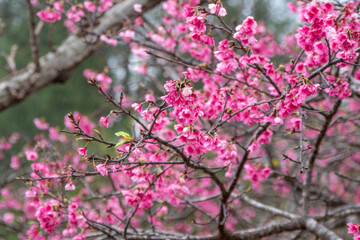 Fototapeta na wymiar 沖縄の緋寒桜、日本一早い桜まつり