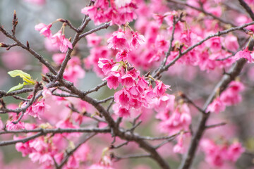 Obraz premium 沖縄の緋寒桜、日本一早い桜まつり