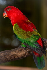 red and yellow macaw