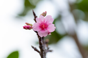 Obraz premium 沖縄の緋寒桜、日本一早い桜まつり