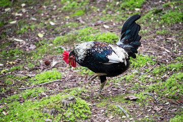 Portrait of Beautiful Rooster on nature background