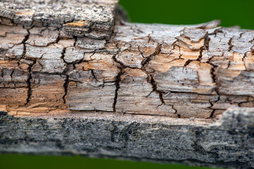 tree bark texture, nacka,sweden, sverige, stockholm