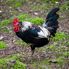 Portrait of Beautiful Rooster on nature background