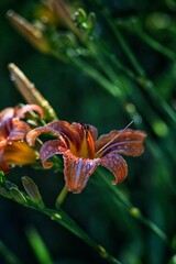 orange tiger lily