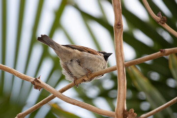 A sparrow on a tree branch in early spring. a small gray bird