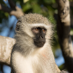 Kruger National Park: vervet monkey
