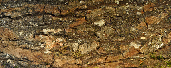 Ecorce de chène. Texture de la matière brute. Arrière-plan