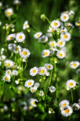 Fototapeta premium daisies in the field