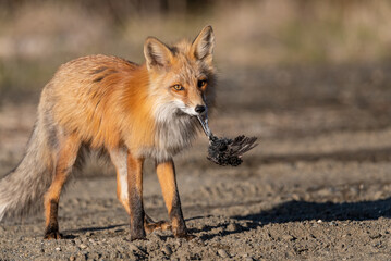 Naklejka na ściany i meble Red fox seen in wild setting holding a dead bird in its mouth while playing with its food in natural environment along the Alaska Highway in Yukon, Canada. 