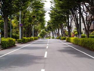 新緑の道