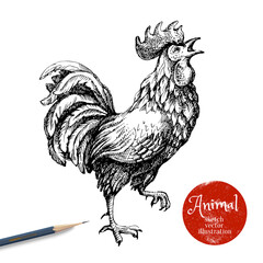 Hand drawn rooster vector illustration. Sketch chicken isolated on white background with pencil and label banner. Symbol of new year 2017 © pim