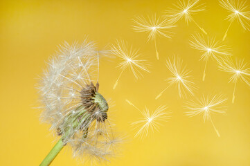white dandelion with flying seeds on yellow background close up