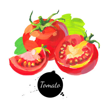 Tomato set. Hand drawn sketch watercolor acrylic painting on white background. Vector illustration.