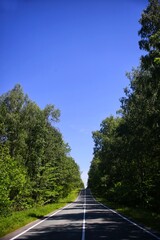 road in the forest