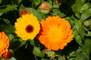 Margaritas naranjas en el  jardín en primavera
