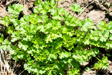 parsley growing in the garden top view background background