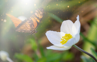 white flower and butterfly in the rays of the sun on a green blurred background