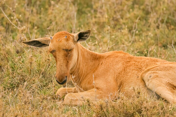 Jeune Damalisque Damaliscus Korrigum Antilope Topi progéniture au Kenya