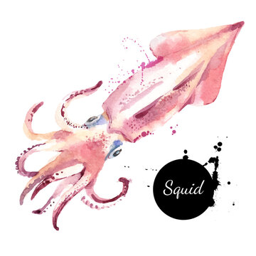 Watercolor hand drawn squid. Isolated fresh seafood vector illustration on white background